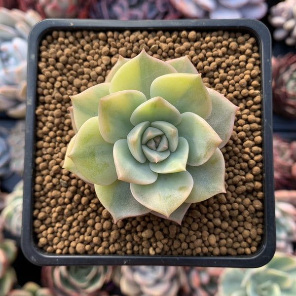 Echeveria 'Titubans' Variegated 2" Succulent Plant