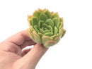 Echeveria Agavoides 'Raja' 2"-3" Rare Succulent Plant