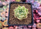 Echeveria Agavoides 'Latte' 2” Succulent Plant