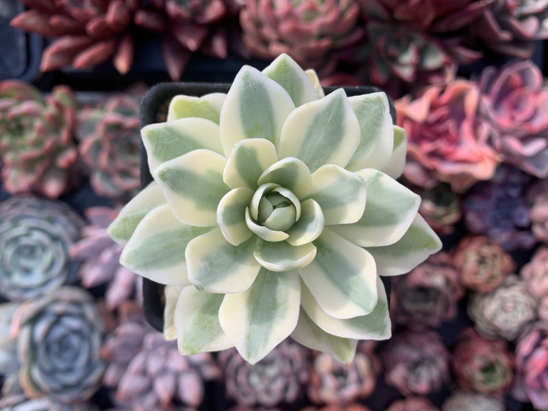 Orostachys 'Fuji' Variegated 2" Succulent Plant