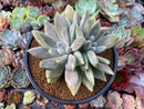 Pachyphytum 'Devils Finger' Variegated 3" Cluster Succulent Plant