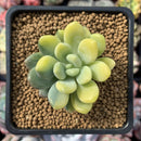 Pachyveria 'Walth' Variegated 2" Rare Succulent Plant