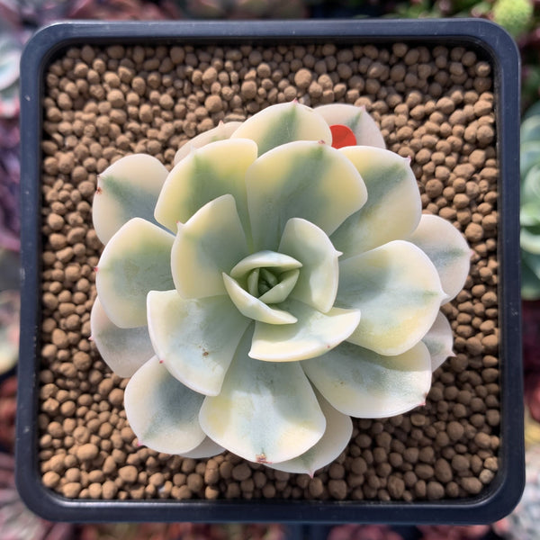 Echeveria Runyonii Variegated (Aka Echeveria 'Akaihosi' Variegated) 2" Succulent Plant