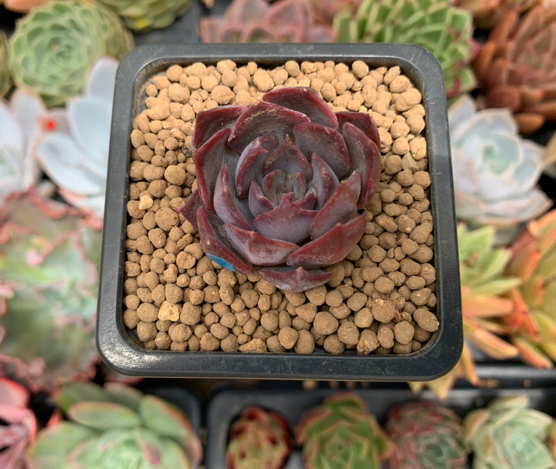 Echeveria 'Dark Ice' 1" Succulent Plant