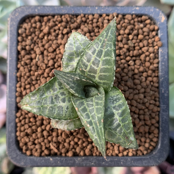 Haworthia 'Tessellata' 1" Succulent Plant