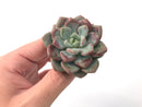 Echeveria 'Amore' 2"-3" Succulent Plant