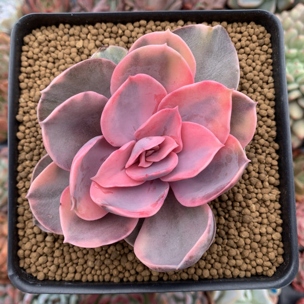 Echeveria 'Rainbow' Variegated 4" Succulent Plant