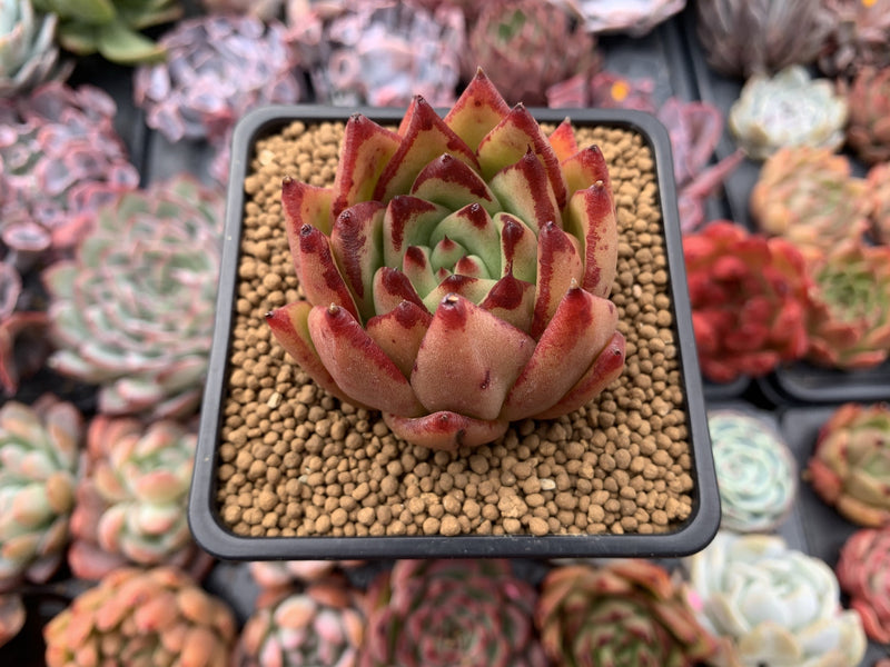 Echeveria Agavoides 'Lipstick' 2"-3" Succulent Plant