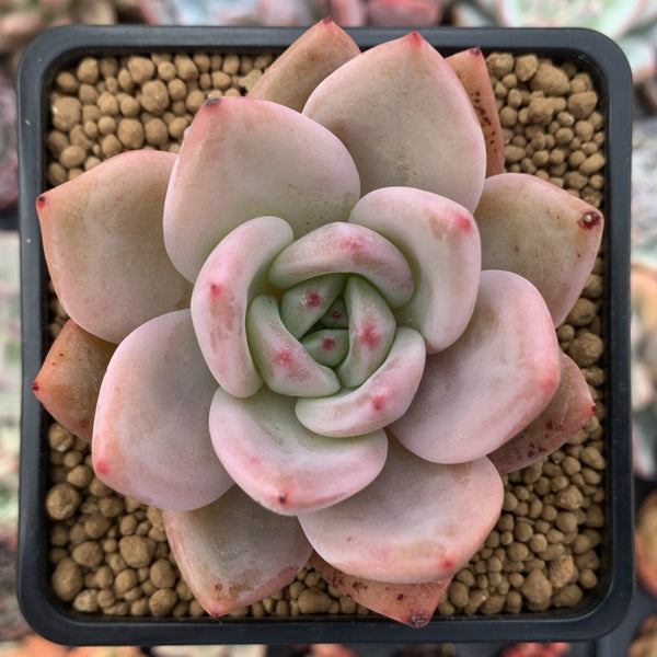 Echeveria 'Pink Champaign' 3" Succulent Plant