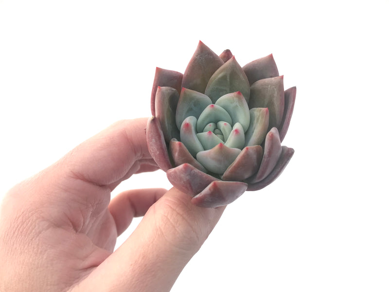 Echeveria Agavoides 'White Champagne' 2"-3" Succulent Plant