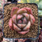 Echeveria Agavoides 'Orange Champaign' 2” Succulent Plant