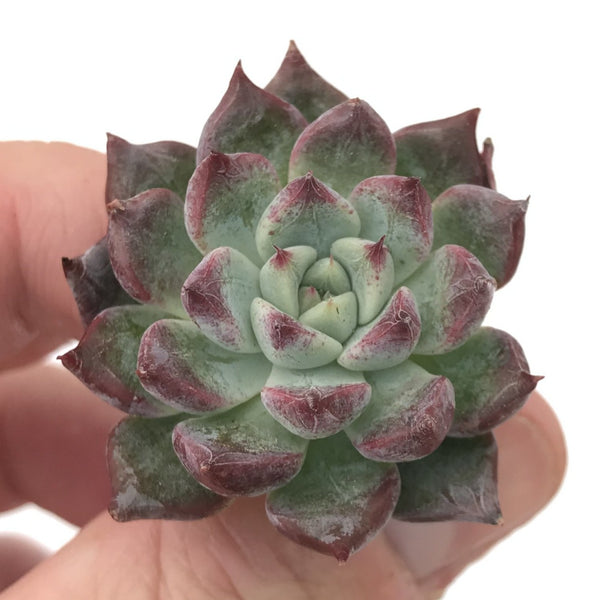 Echeveria sp. 1" Seedling Succulent Plant