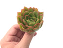 Echeveria Agavoides 'Raja' 2"-3" Rare Succulent Plant