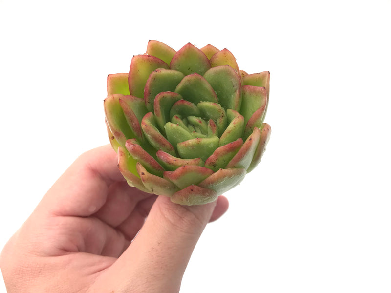 Echeveria Agavoides 'Raja' 2"-3" Rare Succulent Plant