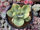 Echeveria 'Hakuhou' Variegated 5" Succulent Plant