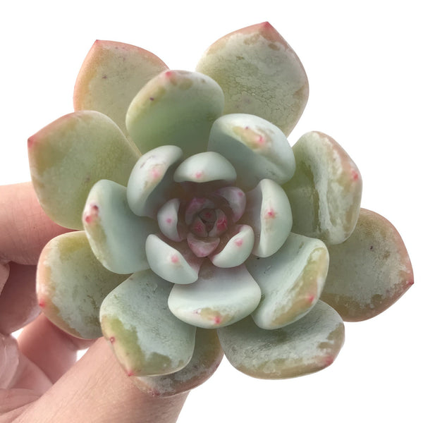 Echeveria 'Trumso' 2" Succulent Plant