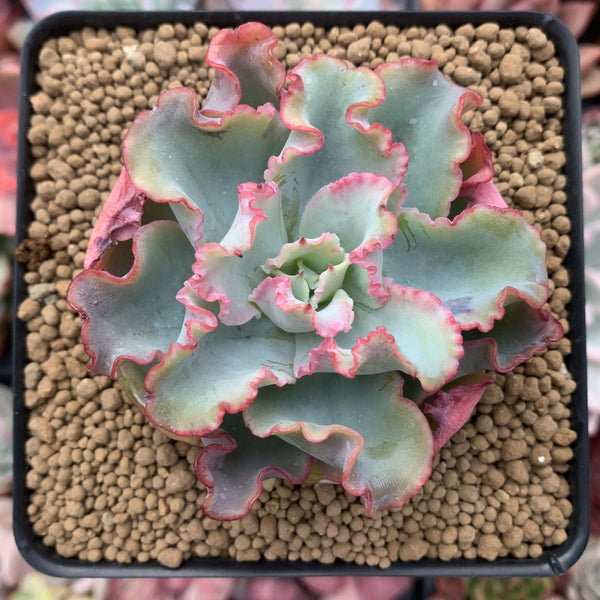 Echeveria 'Aquarius' 3" Succulent Plant