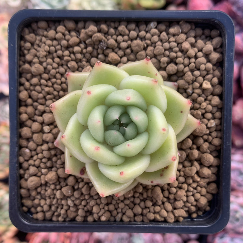 Echeveria Agavoides 'Latte' 2” Succulent Plant