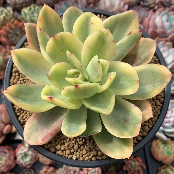 Echeveria 'Golden Glow' Variegated 5" Succulent Plant