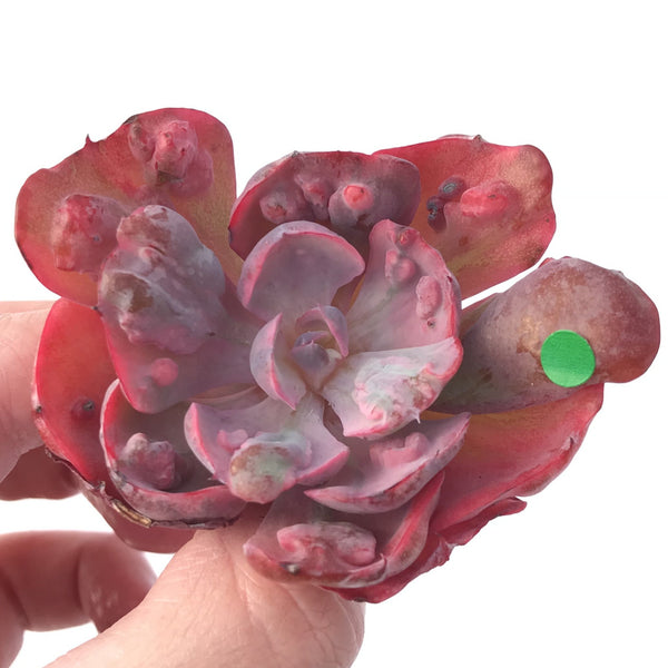 Echeveria 'Beyonce' Hearts Delight Variegated 3" Rare Succulent Plant