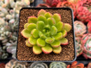 Cremneria 'Chubbs' (Cremnophila linguifolia x Echeveria setosa var. ciliata) 2" Succulent Plant