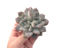 Pachyphytum cv 'Frevel' 3"-4" Powdery Succulent Plant