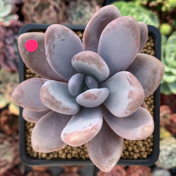 Echeveria 'Amethystinum' x 'Cante' 2"-3" New Hybrid Succulent Plant