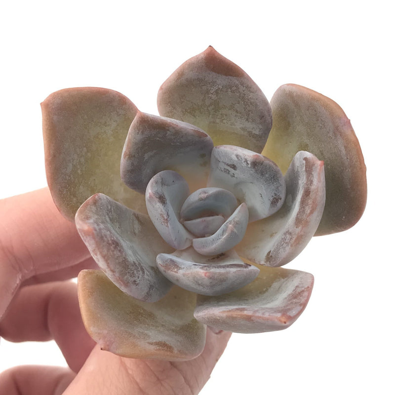 Echeveria 'Bambino' 2" Powdery Succulent Plant