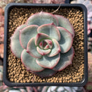 Echeveria 'Sensation' 2" Succulent Plant