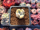 Cotyledon 'Orbiculata' Variegated 1" Small Succulent Plant