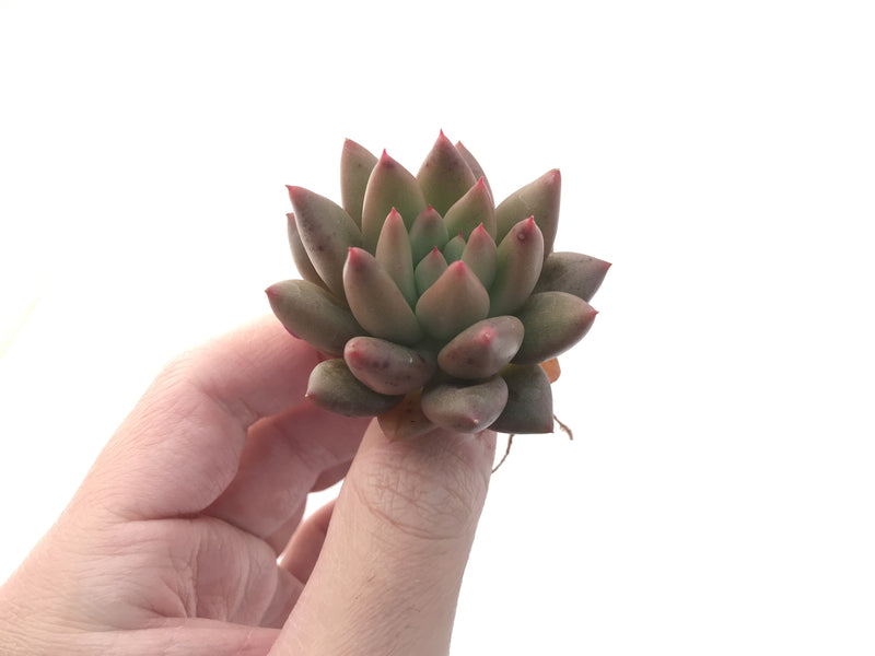 Echeveria Agavoides 'Shooting Star' 1" Succulent Plant