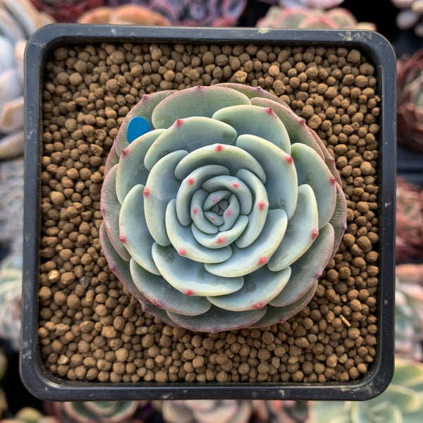 Echeveria 'Mont Blanc' 2" Powdery Succulent Plant