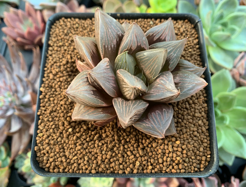 Haworthia 'Black Orpheus' 2"-3" Succulent Plant