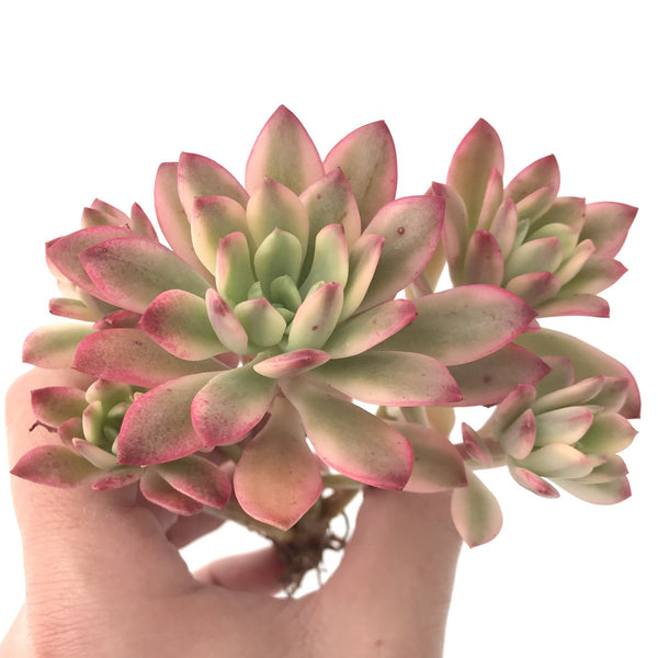 Echeveria 'Minibelle' Variegated Cluster 3"-4" Succulent Plant