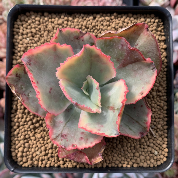 Echeveria 'Tornado' Variegated 3" Succulent Plant