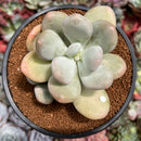 Pachyphytum 'Bracteosum' 4" Succulent Plant