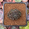 Sinocrassula Yunnanensis 1" Succulent Plant