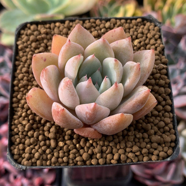 Echeveria 'Chiyo' 1” Succulent Plant