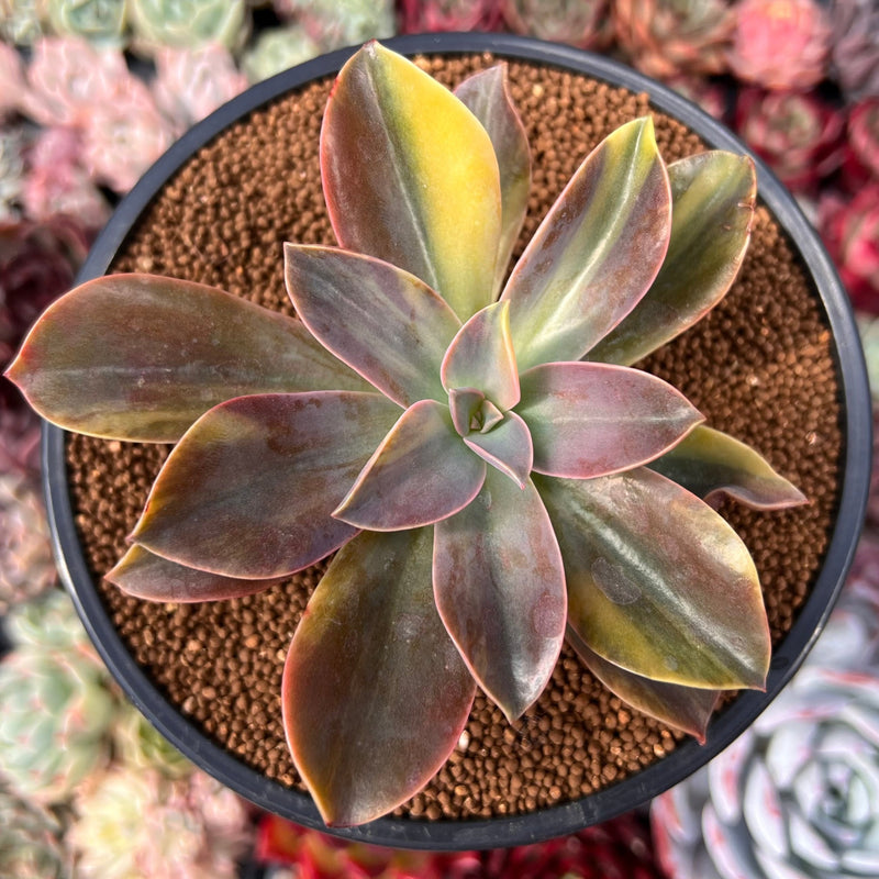 Graptoveria 'Fred Ives' Variegated 4" Succulent Plant