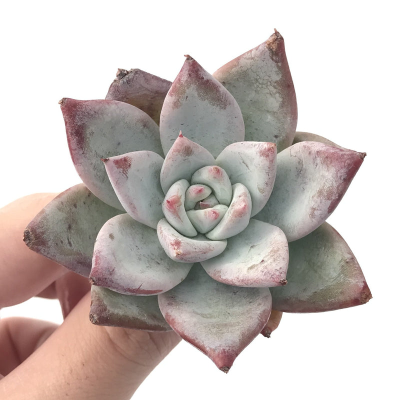 Echeveria 'Colorata' 2”-3” Powdery Succulent Plant