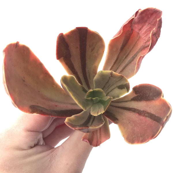 Echeveria 'Fimbriata' Variegated AKA 'Fasciculata' 5" Succulent Plant