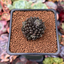 Sinocrassula Yunnanensis 1" Succulent Plant