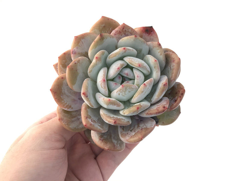 Echeveria 'Orange Monroe' 5" Cluster Large Powdery Succulent Plant