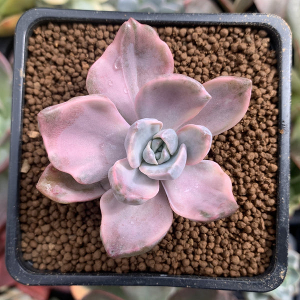 Graptoveria 'Mrs. Richards' Variegated 2" Succulent Plant