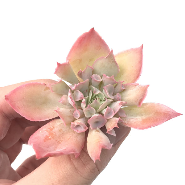 Echeveria 'Trumpet Pinky' 2" Succulent Plant