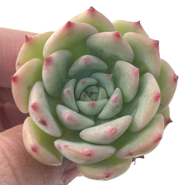 Echeveria 'Maria' 3" Succulent Plant