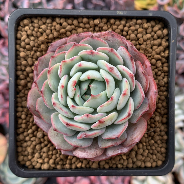 Echeveria 'Redmoon' 3" Powdery Succulent Plant