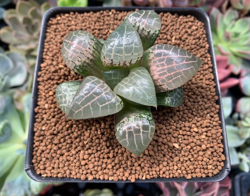 Haworthia Comptoniana 'Crystal' 2"-3" Succulent Plant