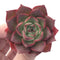 Echeveria 'Hailey' 2" New Hybrid Succulent Plant