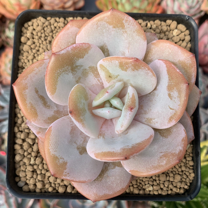 Echeveria 'Cream Tea' 3"-4" Powdery Succulent Plant